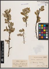 Foto von Salix caprea L.